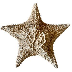 Starfish 10” Genuine Dried Ocean Sea Decor
